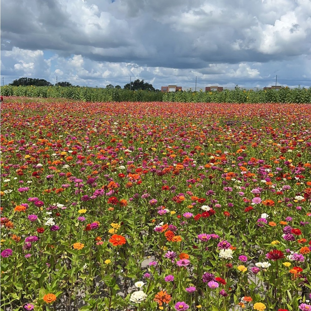 Meet your Posher, Jane